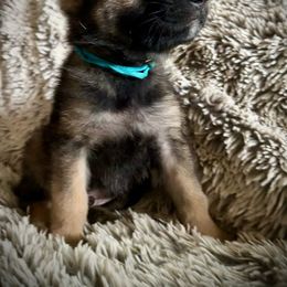 Teal Collar - Sable German Shepherd puppy in Wellington, Colorado from Altvater German Shepherds