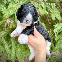 Yew - Parti male Poodle puppy in Wilkes Barre, Pennsylvania from Apricity Poodles