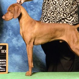 Vizslas from JNEK Vizslas