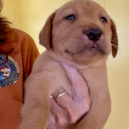 Pecos - Yellow male Labrador Retriever puppy in Mineral, Virginia from Canine Assist