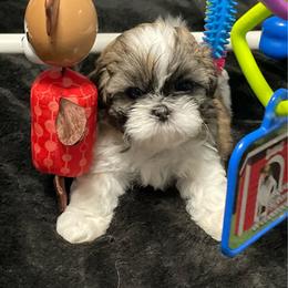 Sabrina - Gold and white female Shih Tzu puppy in Kingsley, Michigan from Joseph's Shih Tzus