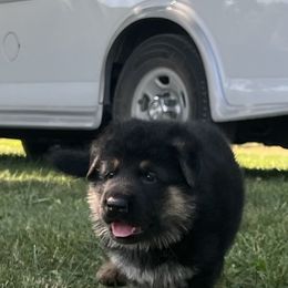 German Shepherd Puppies from Aus Gerstbrei German Shepherds