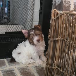 Kountree - Chocolate, tan and white female Yorkshire Terrier puppy in Clermont, Florida from Bella's Prissy Butts