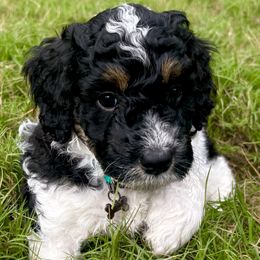 Rocket - Black tri-color male Aussiedoodle puppy in Marietta, Georgia from Dogwood Family Doodles