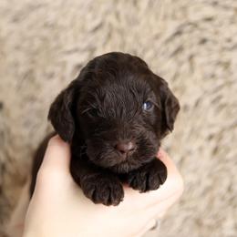 White - Chocolate male Australian Labradoodle puppy in Williamstown, New York from Lewis Manor Labradoodles