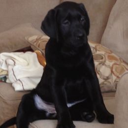 Labrador Retriever Puppies from Lorlyn Labradors