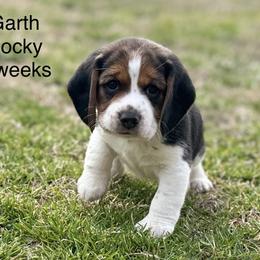 Garth AKC - Black tan and white male Beagle puppy in Rogersville, Missouri from Hales Little Beagle Haven