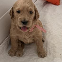 PENELOPE - Red  female Goldendoodle puppy in Porter Ranch, California from Jasperdoodle.com