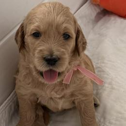 PENELOPE - Red  female Goldendoodle puppy in Porter Ranch, California from Jasperdoodle.com
