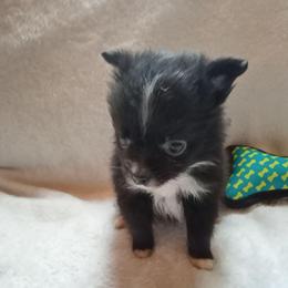Tiny - Black parti male Pomeranian puppy in Wanette, Oklahoma from Council Creek Cuties