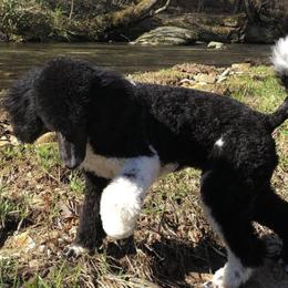 Aussiedoodles, Goldendoodles, and Poodles from Country Poos and Dos