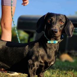 Blackie - Dachshund