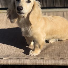 Biscuit - Dachshund