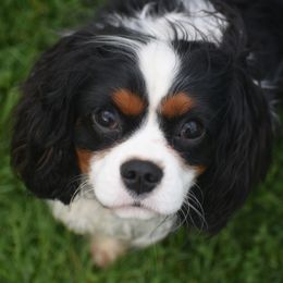 Levi - Cavalier King Charles Spaniel