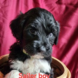 Sailor - Black and white male Portuguese Water Dog puppy in Narvon, Pennsylvania from Prized Family Porties