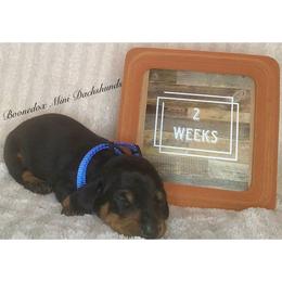 Dachshund Puppies from Marissa's Dachshunds (BooneDox Mini Dachshunds)
