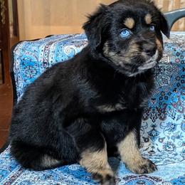 Panther - Black tri-color female Australian Shepherd puppy in Acworth, Georgia from Aussomely Yours, Australian Shepherds
