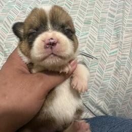 Goose - White and red male Pembroke Welsh Corgi puppy in Rochester, New York from Tnt Yorkies and Cosmic corgis