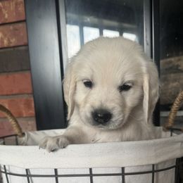Golden Retriever puppies from Chastity Pierce