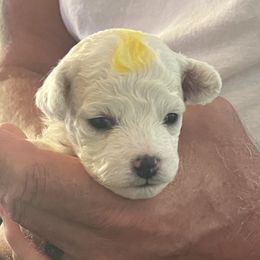 Yellow boy - White male Bichon Frise puppy in Wilmington, North Carolina from Cape Fear Bichons