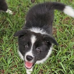 Midge - Black and white female Border Collie puppy in Wildwood, Florida from Isle Breez Border Collies