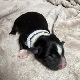 Australian Shepherd Puppies from Madeline Lee