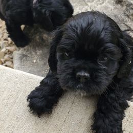 Cocker Spaniels from Show'NTail Cockers