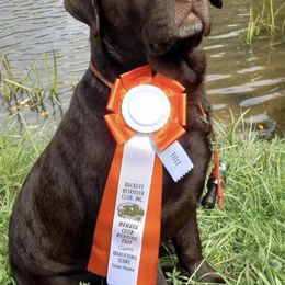 Labrador Retrievers from Hershey’s Chocolate Retrievers