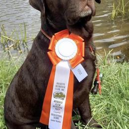 Labrador Retrievers from Hershey’s Chocolate Retrievers