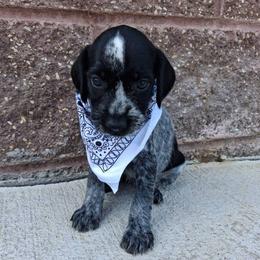 Girl 4 - Black and white female German Wirehaired Pointer puppy in Potosi, Wisconsin from Point and Flush Gun Dogs