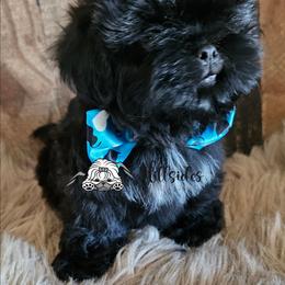 Seal - Black male Shih Tzu puppy in Sanger, California from Hillsides Shih-Tzu