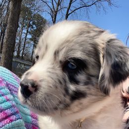 Australian Shepherd Puppies from Kent island Aussies