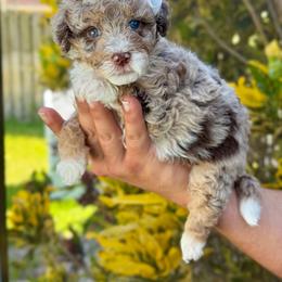 Britney - Chocolate merle female Bernedoodle puppy in Miami, Florida from Jade’s Paws & Co. Of Miami LLC