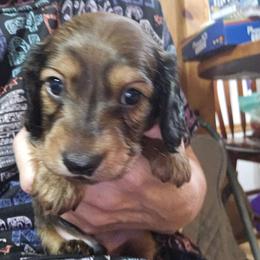 Pepper's shaded red boy - Red male Dachshund puppy in Wheatfield, Indiana from Wines Wienery