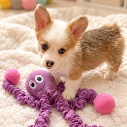 Grim - Red male Pembroke Welsh Corgi puppy in Abingdon, Virginia from Em-K Kennels