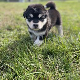 Alaskan Malamute Puppies from Fawn River Malamutes