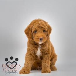 Bernedoodles and Labradoodles from Doodles of Love Labradoodles