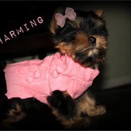 Yorkshire Terrier Puppies from Danielle's Yorkie Babies