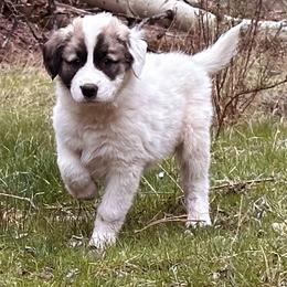 Emmer - Badger male Colorado Mountain Dog puppy in Cotopaxi, Colorado from Waterloo Mountain Farm