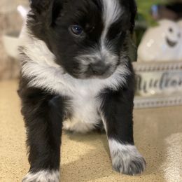 Eclipse - Black & white Australian Shepherd puppy in Greenville, Texas from Huneycutt Wiggles