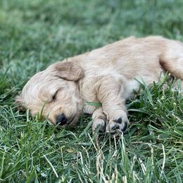 Goldendoodle Puppies from 307 Doodles