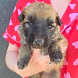 Light Blue Collar Boy - Sable male German Shepherd puppy in Dallas, Pennsylvania from Mountainside German Shepherds