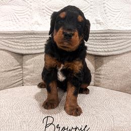 Brownie - Phantom male Goldendoodle puppy in Burleson, Texas from Kendall’s Kennel