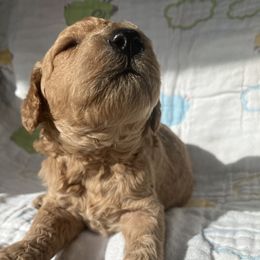 Goldendoodle Puppies from Cassie Farms