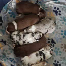 Miniature Australian Shepherd Puppies from Brown Family Aussies