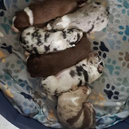 Miniature Australian Shepherd Puppies from Brown Family Aussies