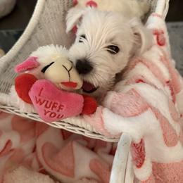 West Highland White Terrier Puppies from Highland Skye