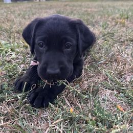 Girl 3 (Pink collar) - Black female Labrador Retriever puppy in Decatur, Indiana from Golden Bundles