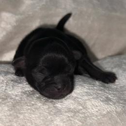 Black - Black female Shih Tzu puppy in Albany, New York from Precious Shihpoo’s and Luxurious Shih Tzu’s