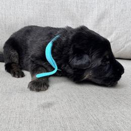 Girl 1 - female German Shepherd puppy in Liberty Hill, Texas from Liberty Shepherds